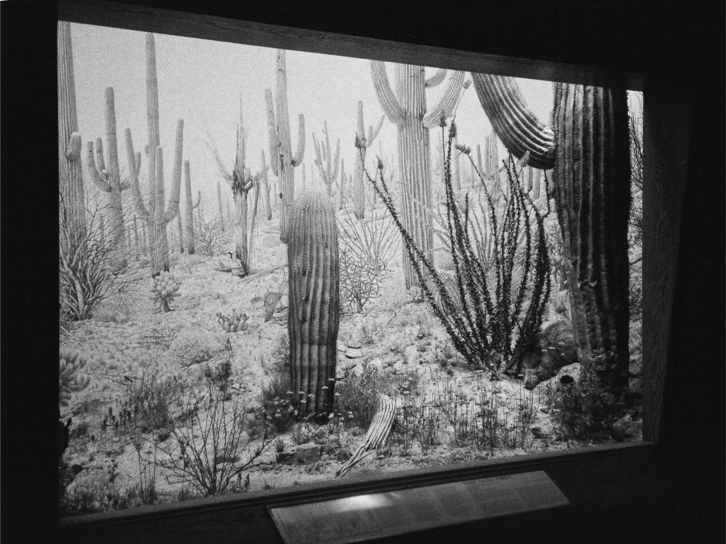 Cactuses at the AMNH
