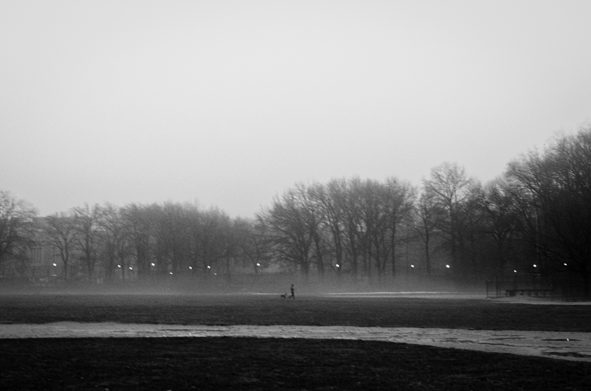 Man and dog at park in fog