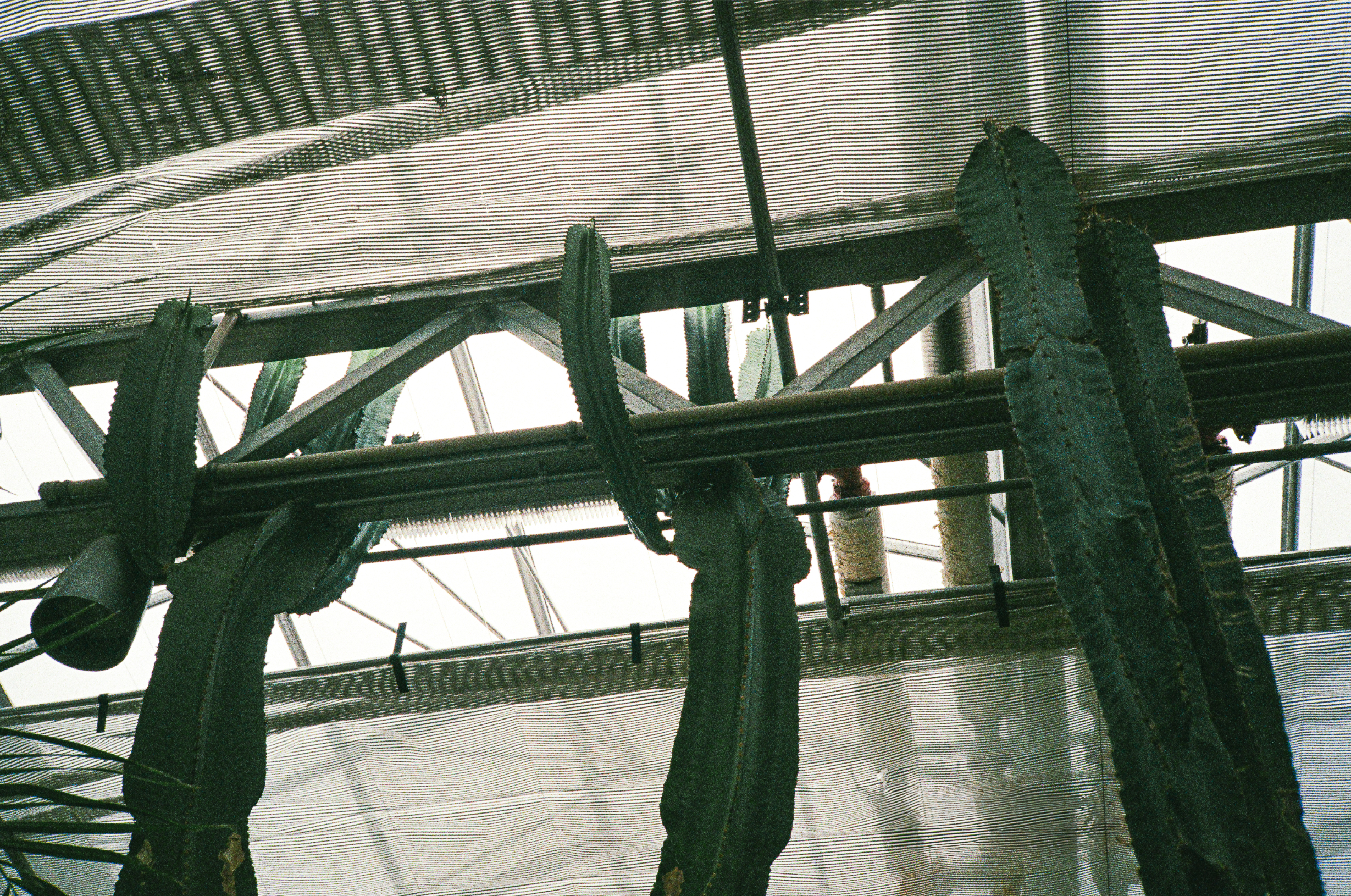 Three cactus grow around a structure