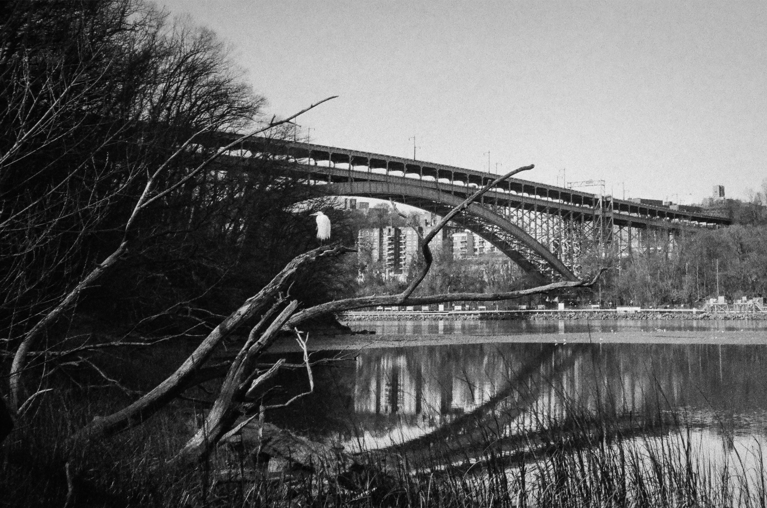 Heron pirched in northern Manhattan