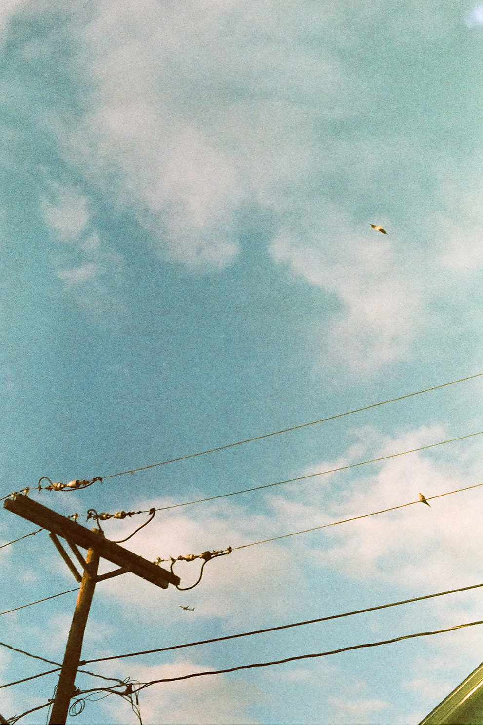 Telephone lines with birds
