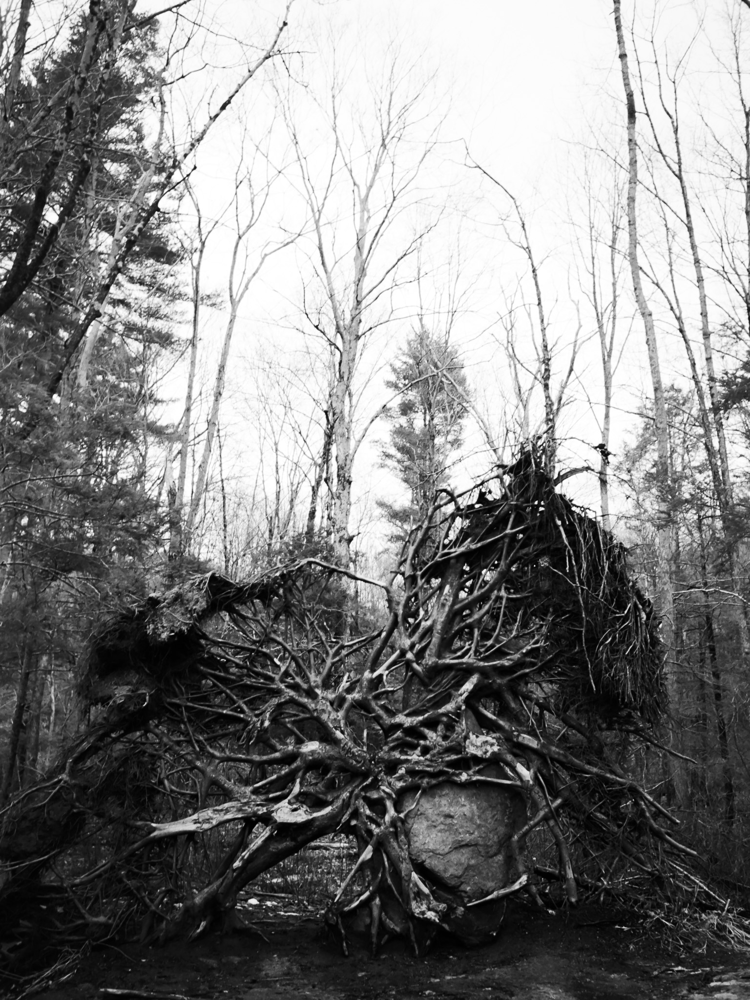 An uprooted tree