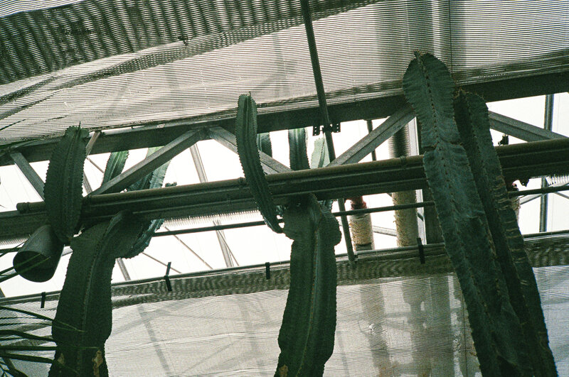 Three cacti grow around a structure