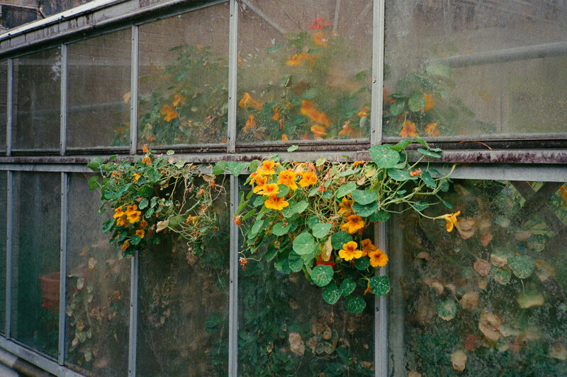 Nasturtiums growing through a greenhouse window